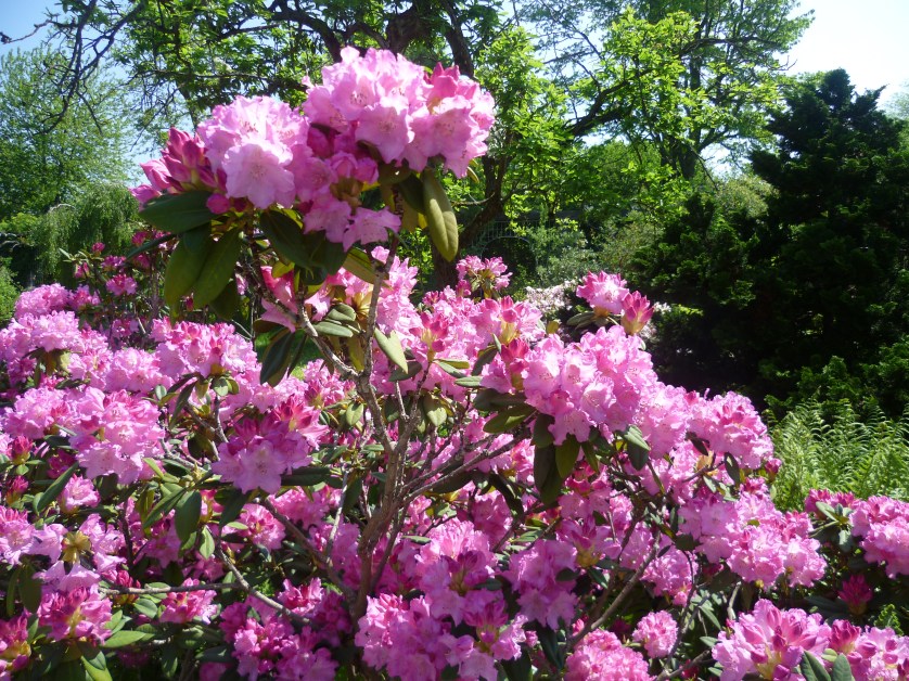Rhododendron Botanischer Garten, Muenchen