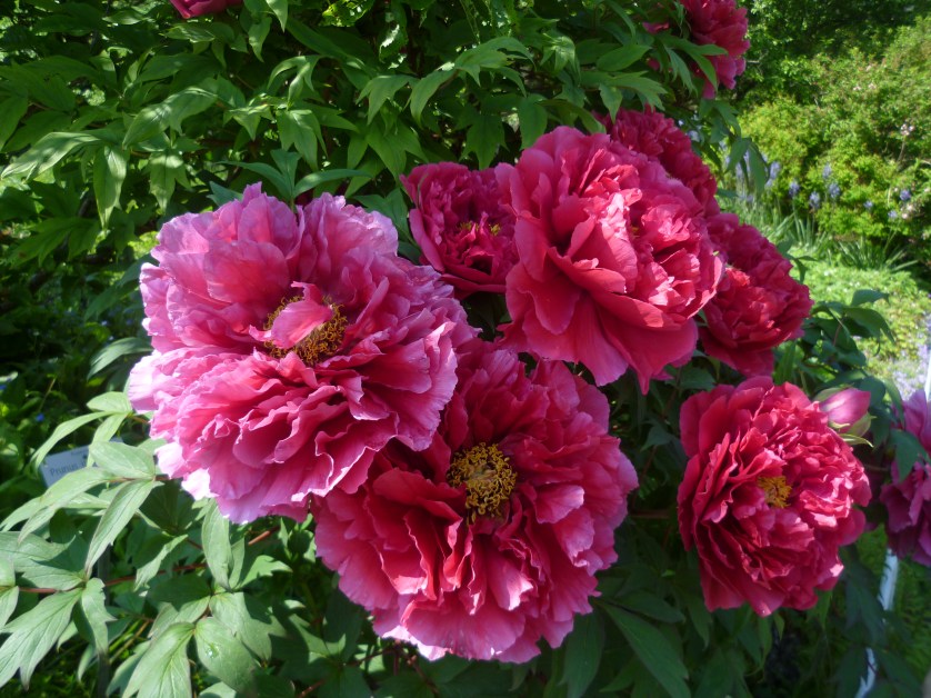 Pfingstrose Botanischer Garten, Muenchen