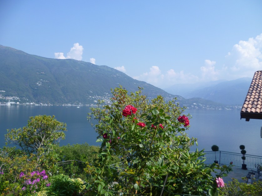 Pino Sulla Sponda del Lago Maggiore