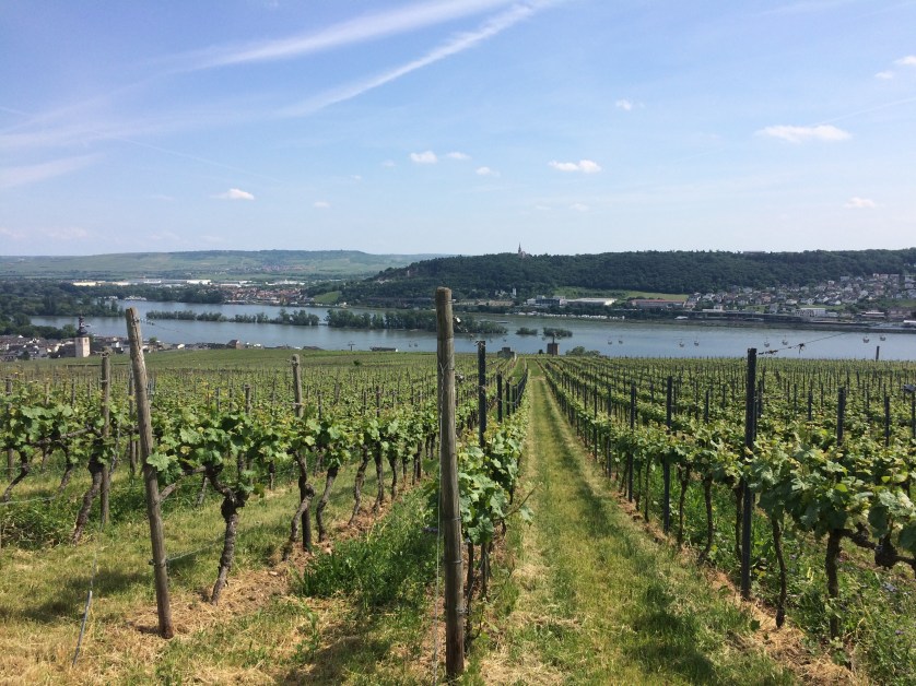 Weinberge Rüdesheim Weinberge Ruedesheim