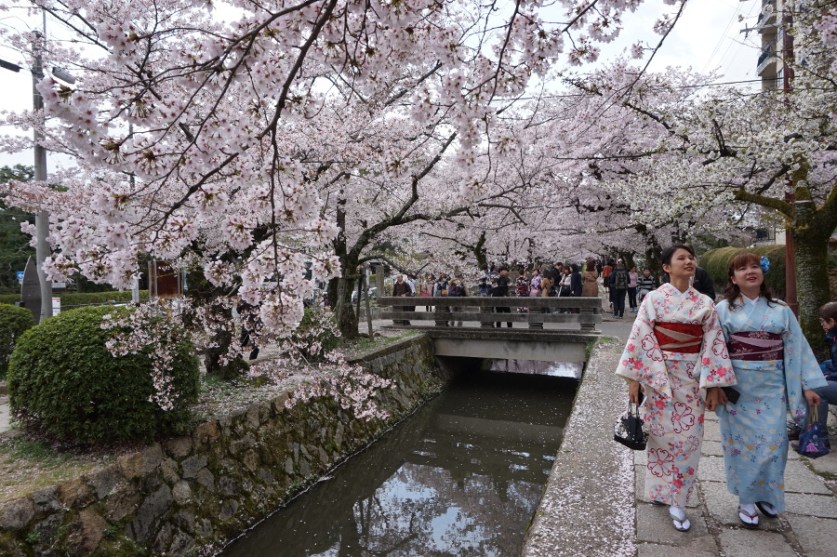 Kyoto, Sakura, Philosophers Path